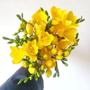 [블룸픽] 후리지아 20줄기 30줄기 생화 한다발 감사 축하 생일 꽃택배 꽃다발배달