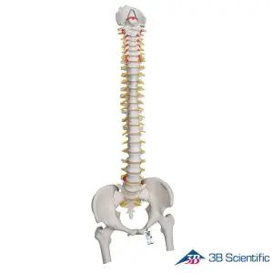 [종로의료기]3B Scientific 인체모형 척추모형 A59/2 유연한척추모델 대퇴골포함