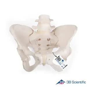 [종로의료기]3B Scientific 인체모형 골반모형 A61/1 유연한 여성골반골격