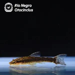 리오네그로 오토싱/ 열대어/ 5마리/구피합사가능