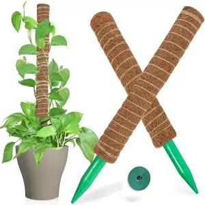 몬스테라 수태봉 지지대 지주대 식물 식물고정 야자