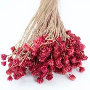 Quality Growers - Hill Flower 보존 부케 홈 데코 꽃꽂이 공예 및 DIY 프로젝트를 위한 식물화 손수 수확