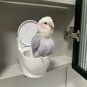 앵무새 배변 훈련 무타공 변기 용품 벽걸이