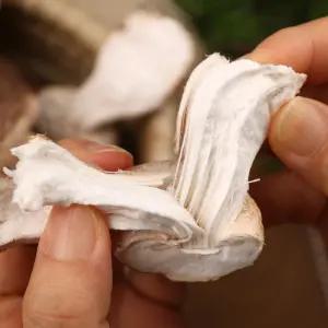 송이향이 나고 식감이 쫄깃한 무농약 송화고버섯 1kg(하)