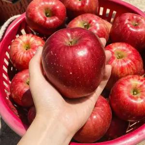 산지발송 2026 청송 꿀덩어리 햇 부사 사과 10KG 대과