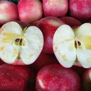 농원발송 청송 얼음골 꿀 햇 부사 사과 5KG 대과