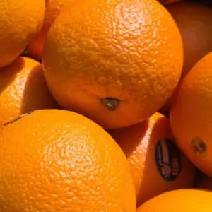 [최종 13,410] [품질보장] 17브릭스이상! 고당도 썬키스트 퓨어스펙 블랙라벨 오렌지 중대과 3kg 15과내외