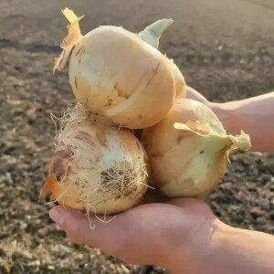 [최종 7,310] [품질보증] 국내산 달달하고 단단한 햇 양파 5kg 특상