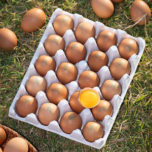 [대한민국농수산] 난각번호 1번 무항생제 유정란 40구 (20구x2판)