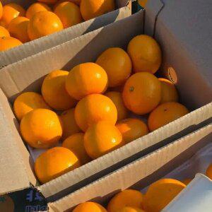 [최종 11,090] [품질보증] 제주 산지직송 제철 고당도 천혜향 2kg 로얄 중과 12과내외