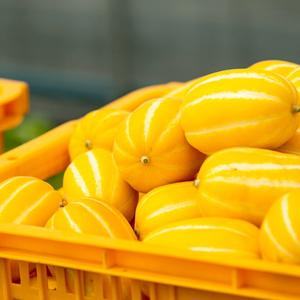 가정용 국내 경북 성주 벌꿀 참외 2kg 랜덤과 소과 중과 대과