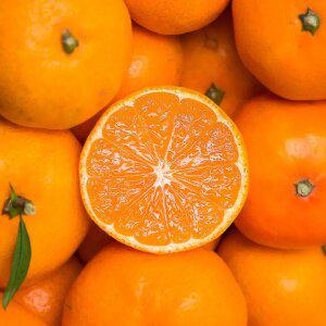 새콤달콤한 제주 천혜귤 3kg 로얄과(2S-M)