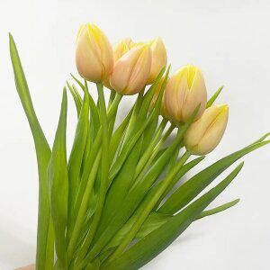 (플라워마켓) 망고 튤립 (5송이)