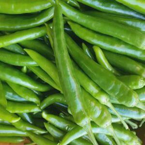 국내산 오이고추 1kg