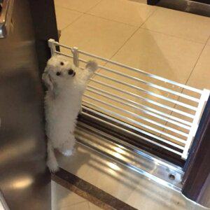 반려견 길이조절 도어펜스 압축식 안전문 확장형 실내 울타리 애견 게이트