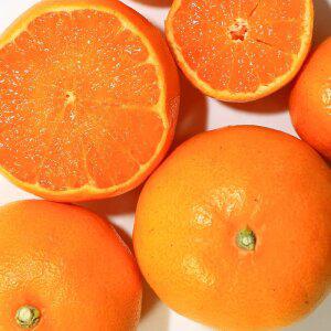 품질엄선 고당도 제주 천혜향 5/10kg 가정용 벌크포장