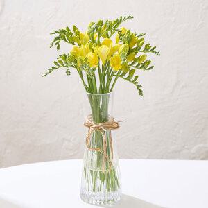 프리지아 20줄기