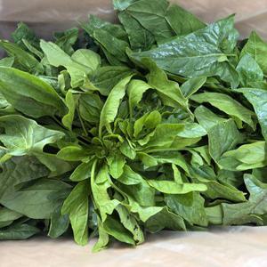 [푸드빌리지] 제철맞은 섬초시금치 시금치 4kg 특품