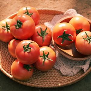 들꽃농장 대대손손 돌여울 토마토 5kg(대중소혼합)