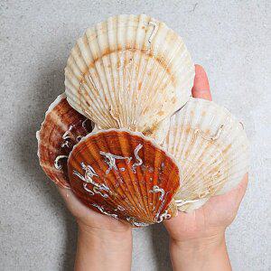 [품질보장] 이순신수산 국내산 동해안 고성 대왕가리비 참가리비[대]1kg (10-13미)