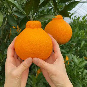 한라봉 맛집 새콤달콤 제주 노지 한라봉 10kg