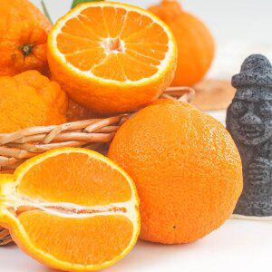 제주 한라봉 가정용 10kg 산지직송 고당도 못난이 벌크