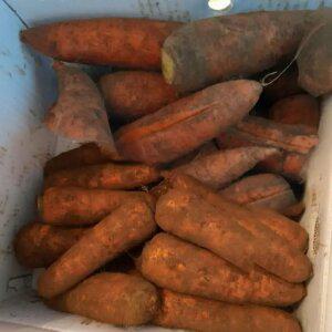 국내산 당근 산지수확 10kg(중/실중량) 실속형