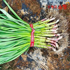 [우체국쇼핑] 풋마늘 1단 2kg내외