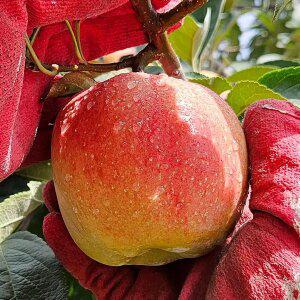 실속 못난이 달콤 아삭 경북 꿀사과