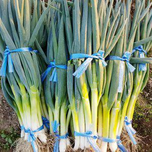 [최종 5,930] [품질보장] 국내산 최상급 특 알큰하고 달달한 햇 깐 대파 1.6kg 2단