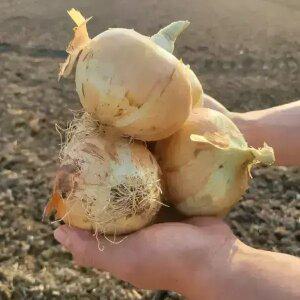 [최종 8,570] [품질보증] 국내산 달달하고 단단한 양파 5kg 특상