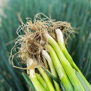 매일수확 탱글탱글 신선한 대파 흙대파 2kg