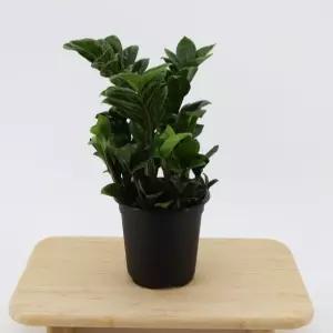 보석금전수,개업식,실내공기정화,돈나무