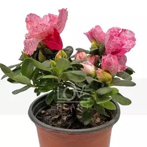 아쿠아 철쭉꽃 아잘레아 아젤리아 서양 철쭉 화분 야생화 봄 꽃 나무 소품