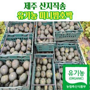 국내산 제주 유기농 미니밤호박 3kg 5kg 10kg 보우짱 제주도단호박 유기농단호박