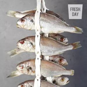 국내산 백조기 영광 법성포 백굴비 고급3호 10미