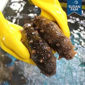 산지직송 거제도 해녀가 직접 채취한 해삼 제철 자연산 해삼회 500g 1kg