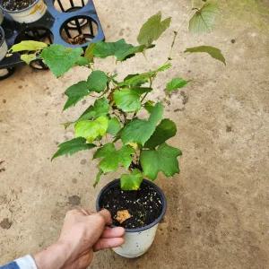 포도나무 묘목 캠벨 5치포트 나무언니