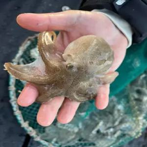 국내산 쭈꾸미생물 1kg 7-15미내외