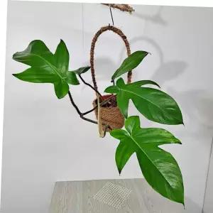 음지식물 레드비오리(중) 필로덴드론 스퀘미페럼 마바구니 공기