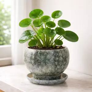 모던 도기 세라믹 화분 SH0101 18x14cm인테리어 원예 베란다 디자인 물구멍 카페 꽃화분 식물 분배