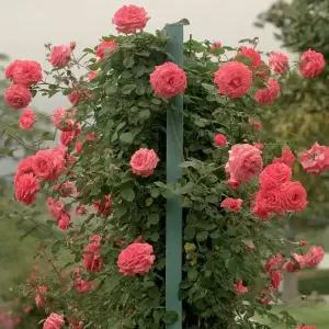 넝쿨사계장미 아메리카 6치 포트묘 유럽장미 묘목 조경수