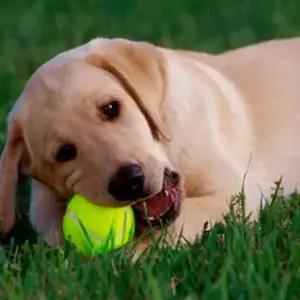 ( )의자다리커버 테니스공의자발커버 스포츠공 테니스공 3개입