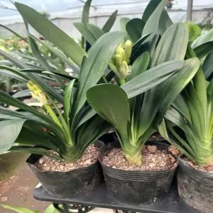 군자란식물/대품/촉수.꽃대많음 /매년꽃핌/신상