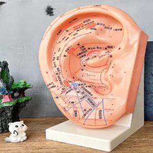 한의원 귀모형 교육용 피규어 침자리 강아지 인체모형 인체 중국어 한의학 모형 실리콘