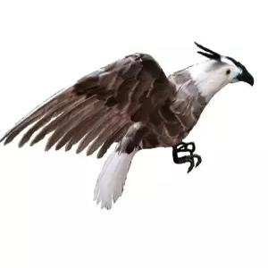 독수리 모형 대형 실사 조류 깃털 부엉이 퇴치용 장식품 허수아비 맹금류