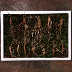 [셀러허브]VDG 무농약 산양산삼 7년근 중-대12뿌리 한지박스+금색보자기 선물포장 (S40817348)