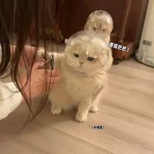 애견투명헬멧 충돌방지 노견 고양이 강아지 반려동물 보호구