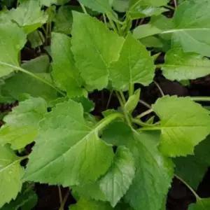 채소류 국산 고산 취나물 식물 나물 씨앗 품종 종자 300g