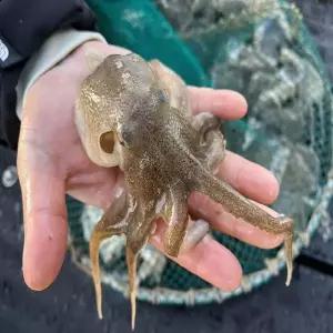 [NS홈쇼핑]통통하고 깨끗한 자연산 생물 활 쭈꾸미 1kg 11미 내외[35618974]